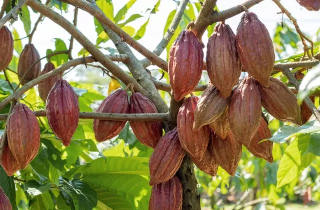 Cultivo De Cacau Yara Brasil