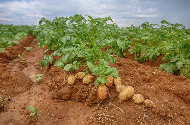 Análises De Solo E Planta Da Batata Yara Brasil 1212