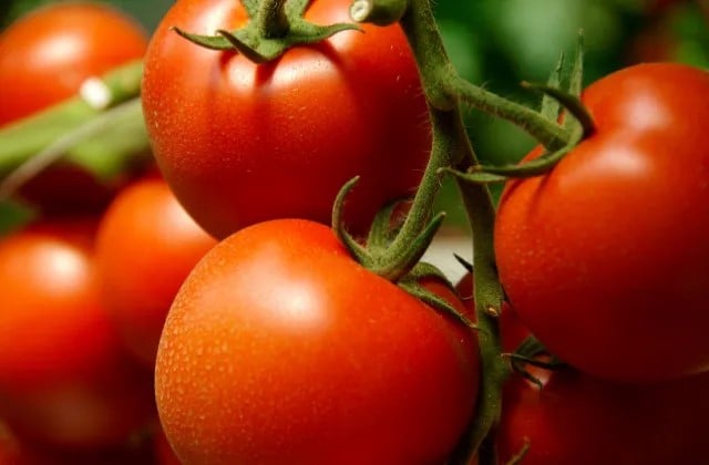 Tomates vermelhos