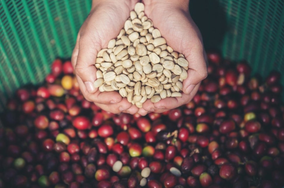 Fertilizantes Nitrogenados e Cultura do Café — Entenda