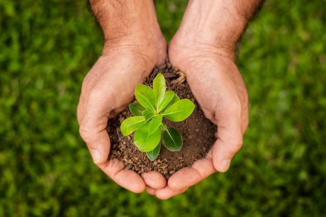 O Papel da Fertilização na Sustentabilidade Ambiental