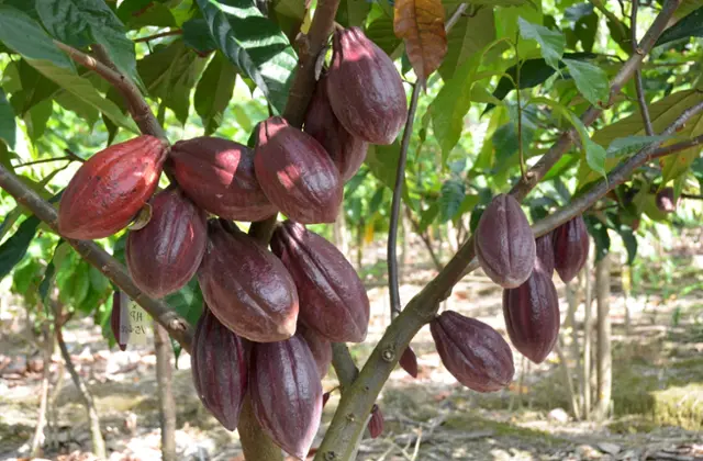 Cacaueiro com frutos