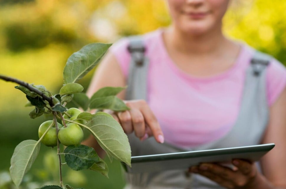 Qual É A Importância Da Nutrição De Plantas?