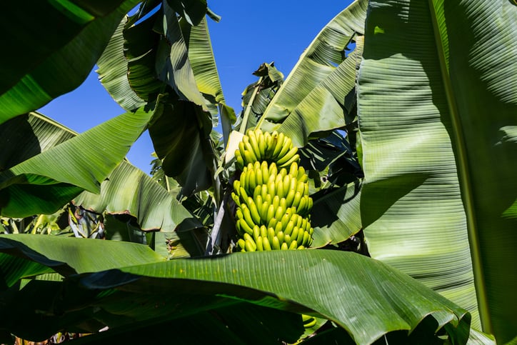 cacho de bananas verdes