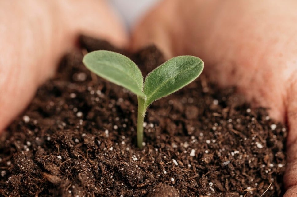 Fertilização Inteligente Com Os Programas Nutricionais Da Yara