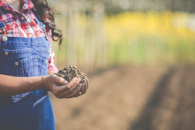 Como Escolher o Melhor Fertilizante para sua Colheita