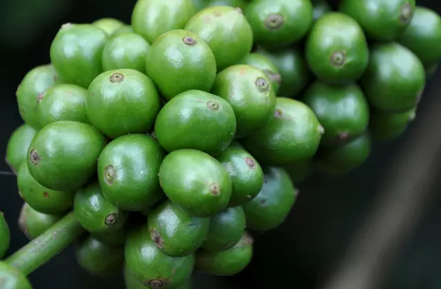 Grãos de Café Verde