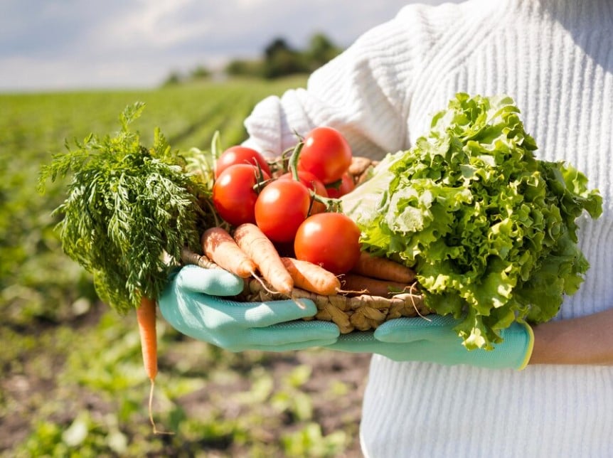 Guia Inicial De Nutrição De Plantas — O Que É Preciso Saber