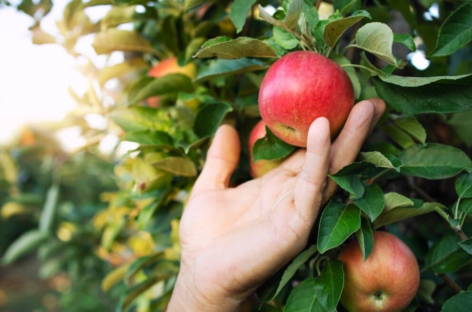 Princípios Agronômicos da Maçã — Tenha Um Cultivo Produtivo