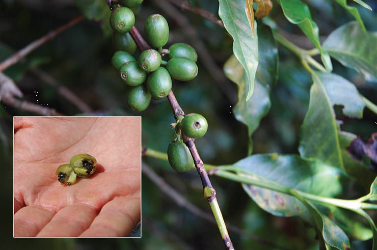 Café Conilon: mancha-do-olho-pardo (cercosporiose) e ferrugem