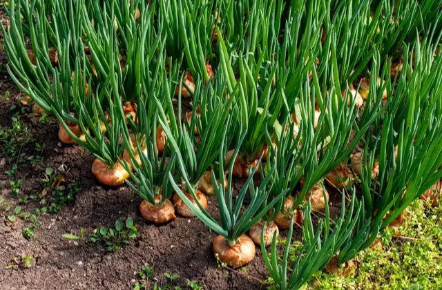 Cebolas plantadas no solo