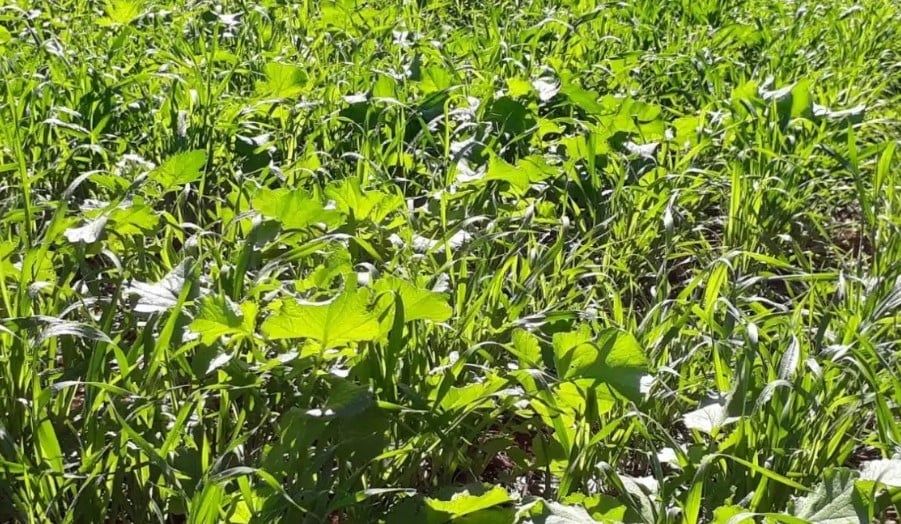 Benefícios das Plantas de Cobertura Para Sua Lavoura