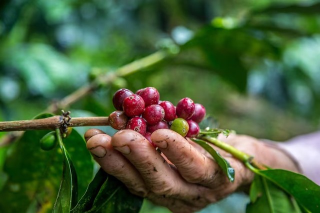 Conheça os benefícios do uso de fertilizantes multinutrientes