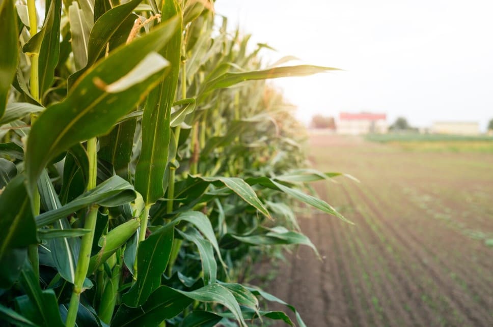 Biodiversidade Agrícola e Práticas de Agricultura Sustentável