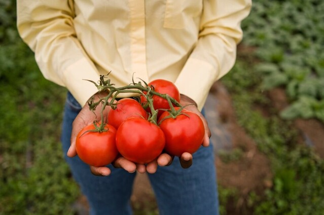  Função do Boro na Produção do Tomate